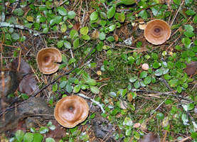 3.	A top view of caps shows the dark brown umbo and shiny surface.